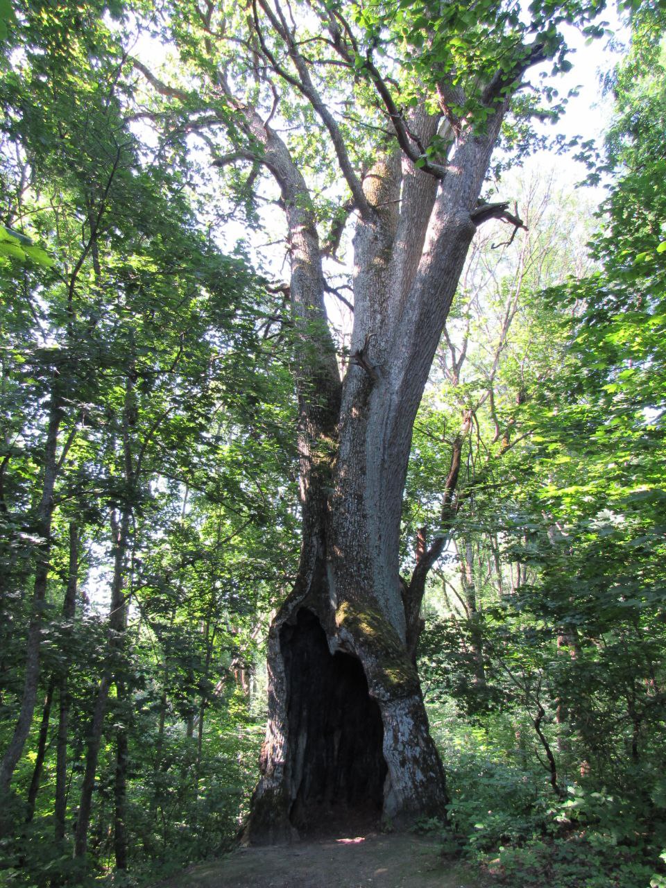 Лише раз на рік. Де побачити найкрасивіший розлив Десни навесні: путівник